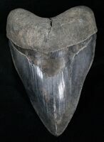 A large Megalodon Shark tooth found in Georgia.